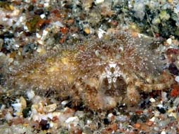 Photo:O. Lederman; covered with Hydractinia. Eilat may 2005
